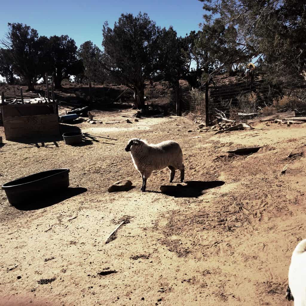 A photograph of a wooly white sheep standing in the sun in the high desert.